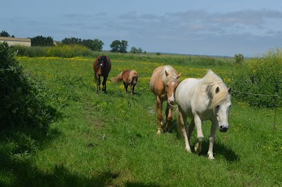 Les Ecuries De Boileau | Ethiquation, Pension pour Chevaux à Bouin