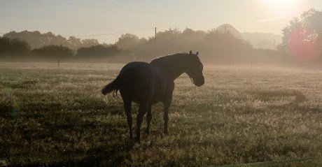 Ecuries Du Gâvre, Centre Equestres à Guenrouet