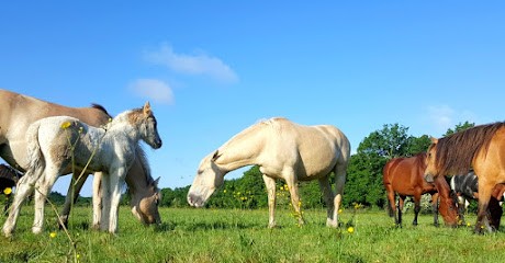 L'arche Du Phœnix, Centre Equestres à Goven