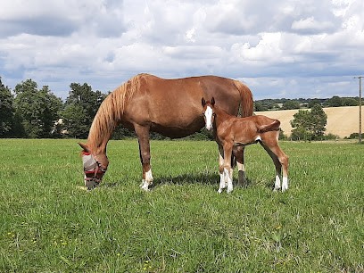 ELEVAGE CAPELLA GUILLAUME CHIRON, Pension pour Chevaux à La Remaudière