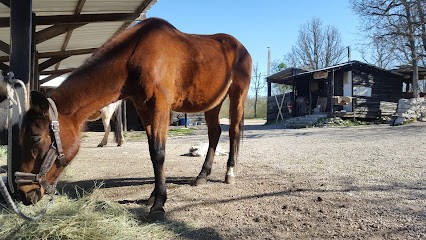 Ranch El Bronco, Centre Equestres à Coursegoules