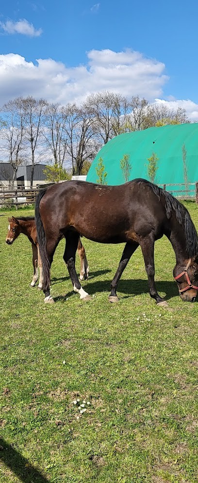 Haras De Gravelotte, Centre Equestres à Varennes-Jarcy