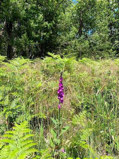 ECURIES DE NOVERT, Centre Equestres à Malemort