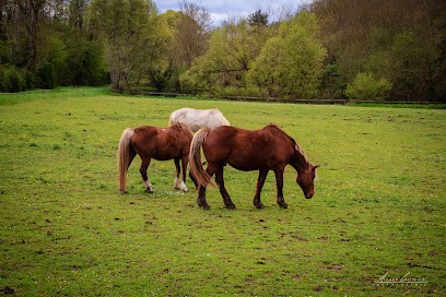 Ecuries de la Maladrerie, Pension pour Chevaux à Saint-Florentin