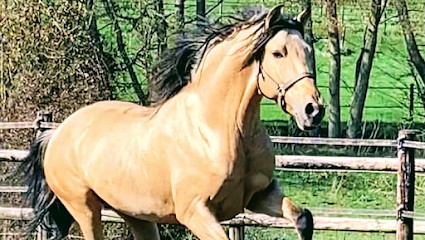 Domaine Équestre De L'ormerie, Centre Equestres à Pont-l'Évêque