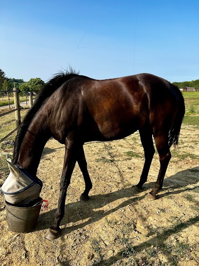 Ecurie Des Dames, Centre Equestres à Primarette