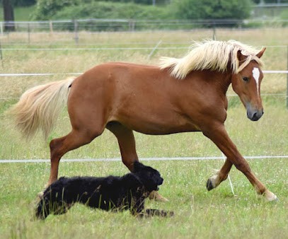 Ferme équestre du Grand Bois, Centre Equestres à Maubeuge