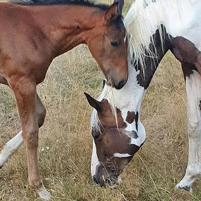 Haras de Castel, Pension pour Chevaux à Châteauneuf-sur-Loire