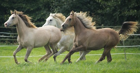 Nousha Endurance, Pension pour Chevaux à Alembon