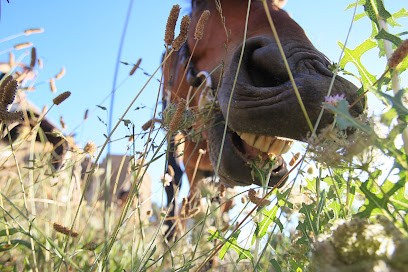 Les Ecuries De La Cibonne, Centre Equestres au Pradet