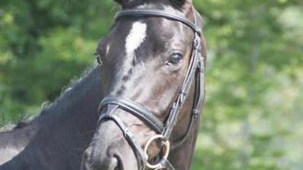 Equestrian Center De La Mairerie, Centre Equestres à La Chapelle-Saint-Laud