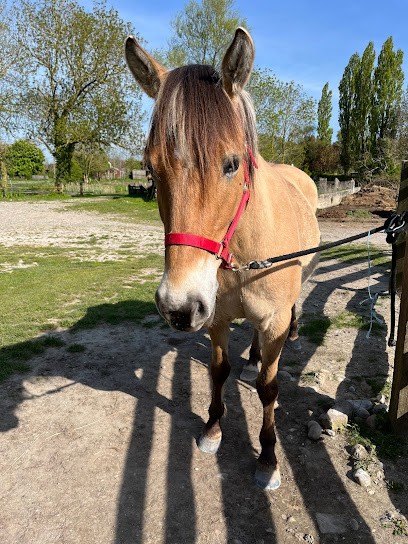 Le Cheval Henson Rearing Carole Et Thierry Bizet, Centre Equestres à Ponthoile