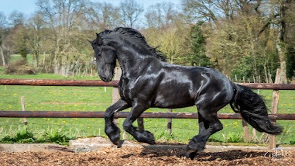 Haras et élevage de la Gentilhommerie, Centre Equestres à Guémené-Penfao
