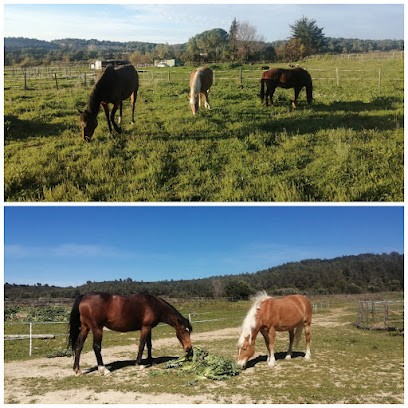 Pension équestre alternative, Pension pour Chevaux à Calvisson