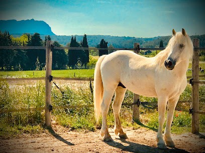 Les Ecuries Des Quatre Tours, Centre Equestres à Venelles