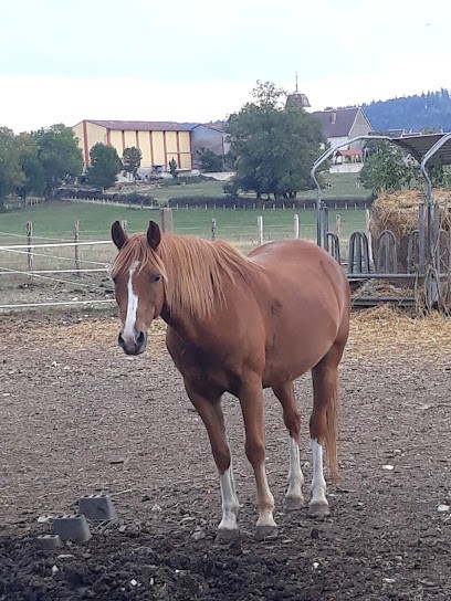 Equestrian Center Près Besançon - Les Ecuries De Chevigney, Centre Equestres à Chevigney-lès-Vercel