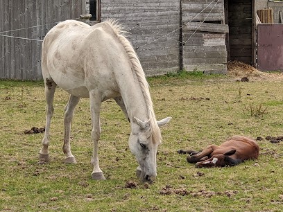 Haras de Rosnarho, Centre Equestres à Crach