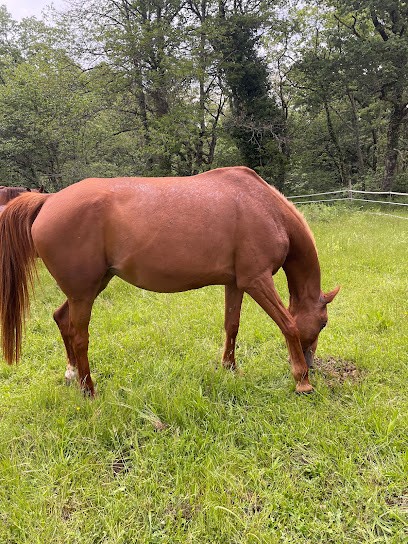 Haras Du Tenay, Centre Equestres à Pujo-le-Plan