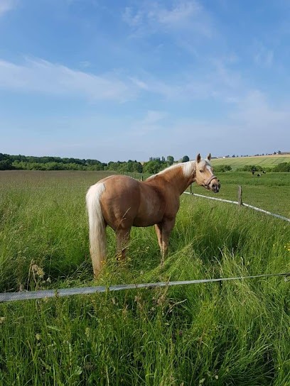 Les Écuries De La Noue, Centre Equestres à Sablonnières