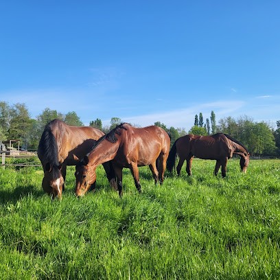 Les Écuries de Brard, Pension pour Chevaux à Cavignac