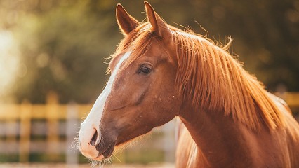 Les Écuries De L'ardrère - Corlay, Pension pour Chevaux à Remouillé