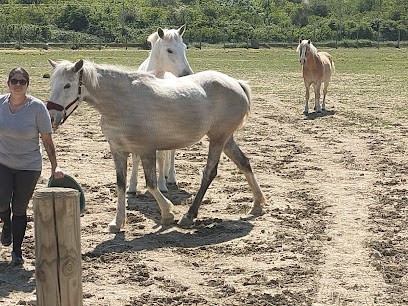 Écurie / élevage Des Chenaux, Centre Equestres à Pierrelatte