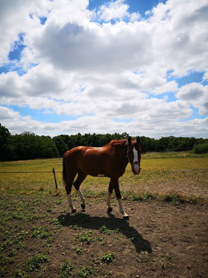 Les Ecuries Du Domaine De Coulaines, Centre Equestres à Saint-Martin-le-Beau
