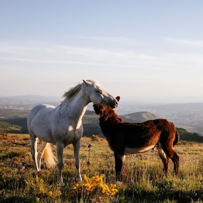 Eqi Harmonie, Ferme Équestre En Ardèche, Centre Equestres à Saint-Laurent-sous-Coiron