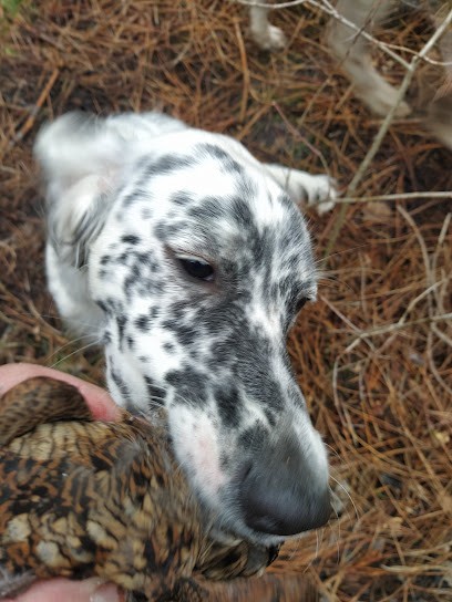 Stud Du Delta, Centre Equestres au Teich