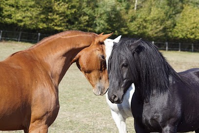 Ecurie des Campenottes, Centre Equestres à Gondenans-Montby