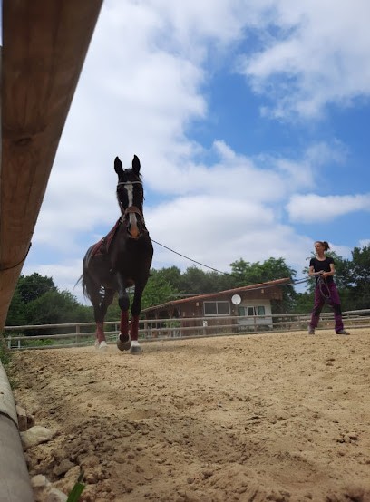 DOMAINE ÉQUESTRE DE LA BARDE, CENTRE ÉQUESTRE À PONTENX-LES-FORGES, Centre Equestres à Pontenx-les-Forges
