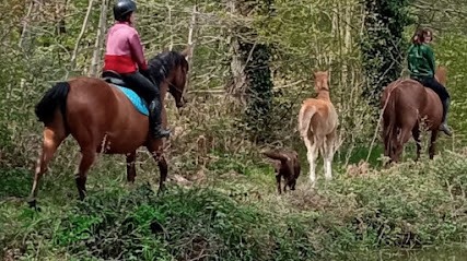 Les Écuyers Du Château Manou, Centre Equestres à Manou