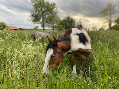 Ecurie De La Maëva, Pension Pour Chevaux à Jaignes