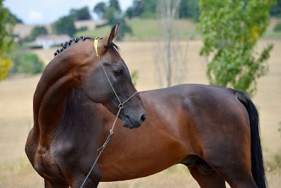 Les Chevaux De Colombettes, Centre Equestres à Pinel-Hauterive