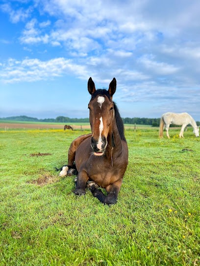Eden-Tal, Centre Equestres à Illtal
