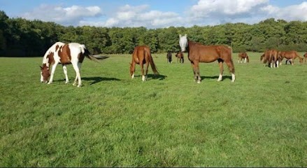 Ecurie De La Rosoire, Centre Equestres à Viocourt