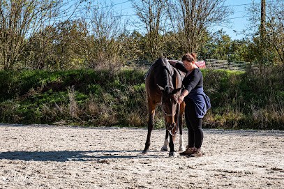 Equi sentience - Comportementaliste équin, Pension pour Chevaux à Saint-Just-sur-Dive