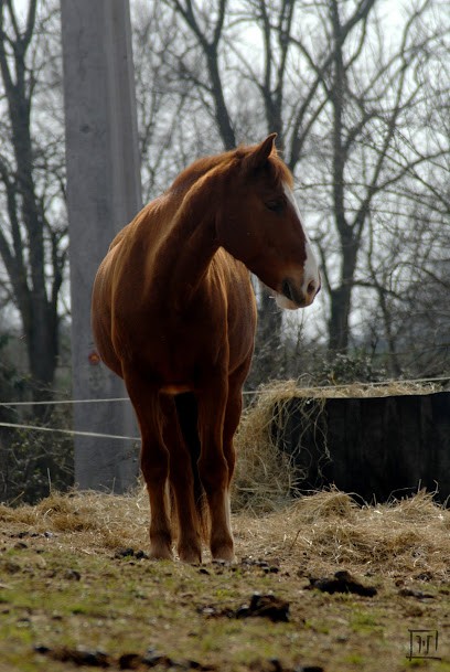 Les Cavaliers De Pelipa, Centre Equestres à L'Isle-Jourdain