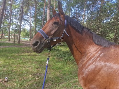 Ecurie De Morenol, Centre Equestres à Savigneux