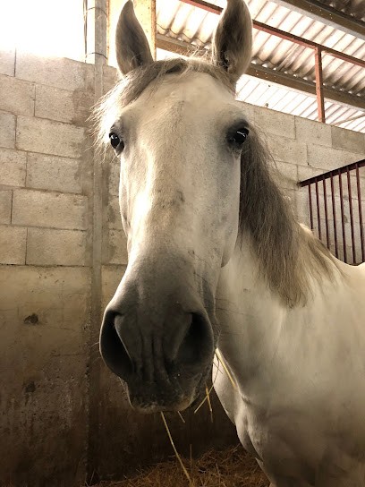 Equestrian Center L'etalon, Centre Equestres à Drumettaz-Clarafond