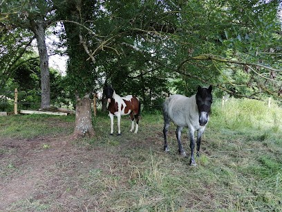 Pension de Fideston, Pension pour Chevaux à Vernou-sur-Brenne