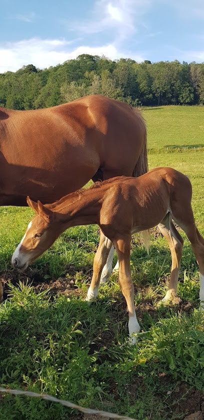 Haras De Sorne, Pension pour Chevaux à Moiron