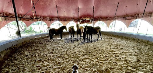Stud Du Passage - École D'acrobatie Et De Voltige À Cheval, Centre Equestres à Loix