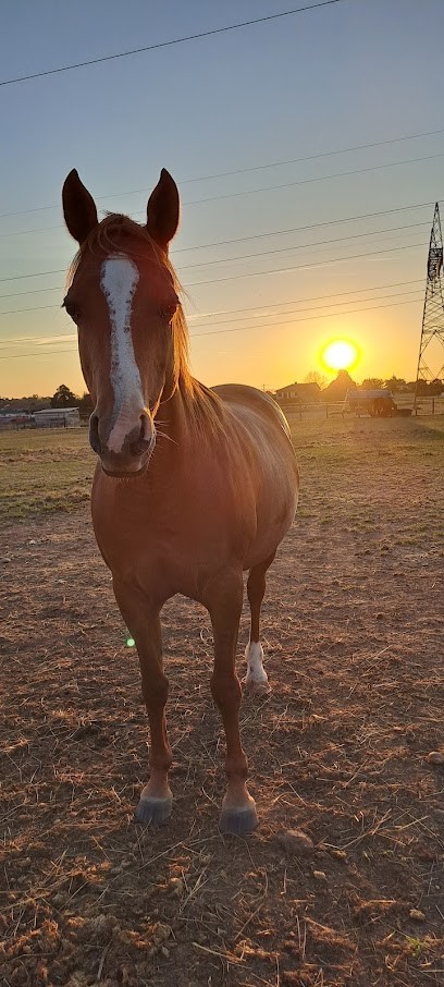 Pension Pré-ferré Roxane LAGER, Pension pour Chevaux à Jonage