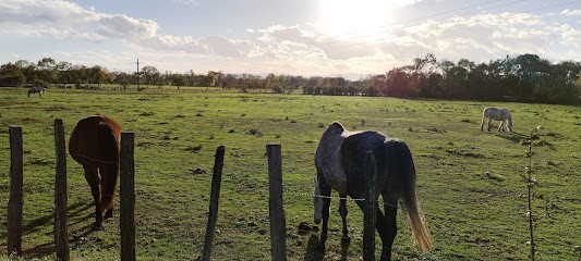 Ecurie de Saint Didier Sur Chalaronne - Haras de Challes, Pension pour Chevaux à Saint-Didier-sur-Chalaronne