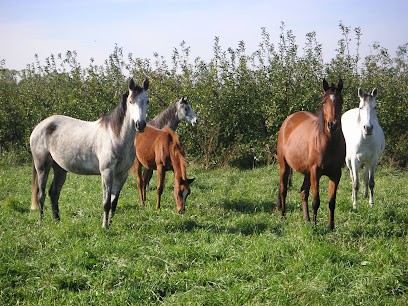 Ecurie Du Gramenier, Centre Equestres à Mérindol