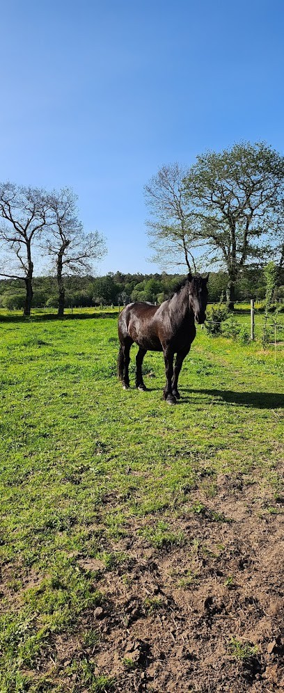 Quarter Spirit, Centre Equestres au Cours