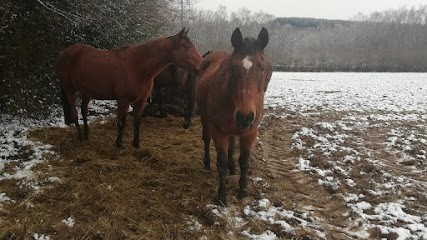 Horse ride, Centre Equestres à Signy-le-Petit