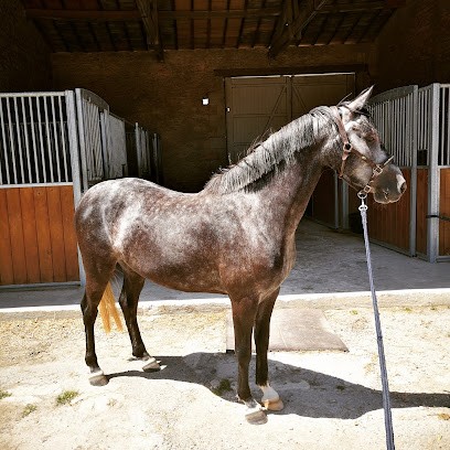 Ecurie du Mansio, Pension pour Chevaux à Sainte-Sévère