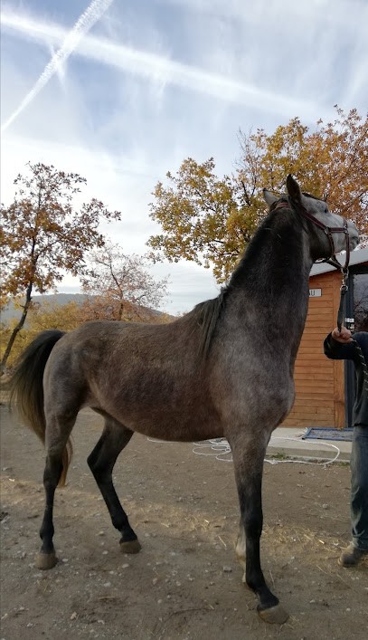 Remilleux Christophe, Pension pour Chevaux à Vérin